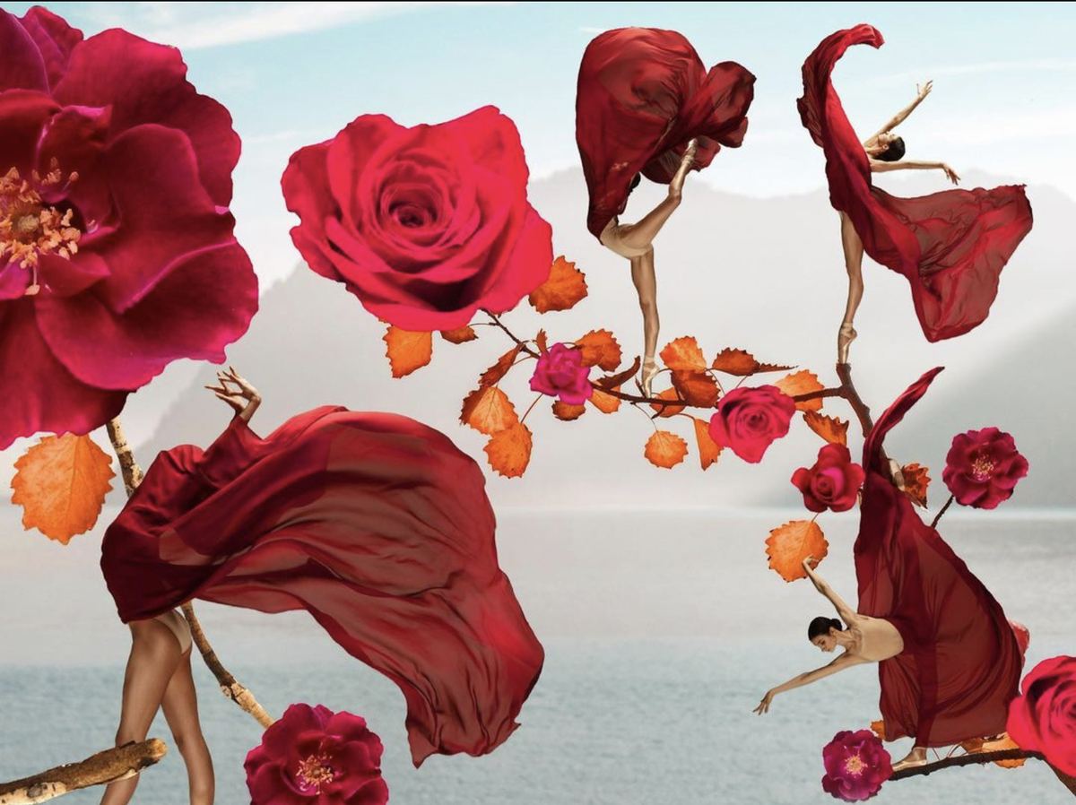 Meanwhile, the Roses Bloomed